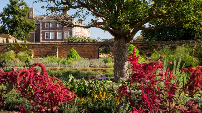 Amaranth and rainbow chard growing in the kitchen garden, wit the house behind the wall, at Ham House and Garden, London